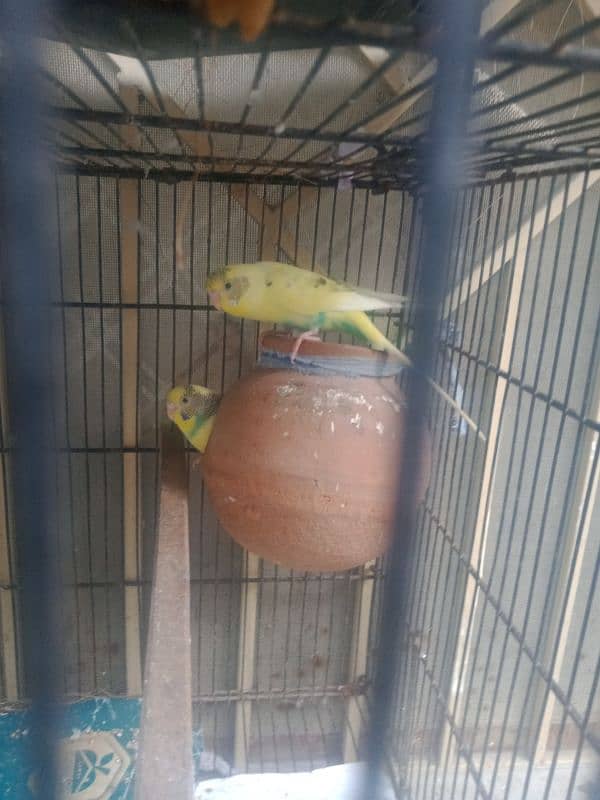 budgies 2