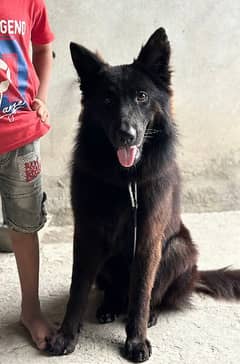 german shepherd black female pedigree top breed