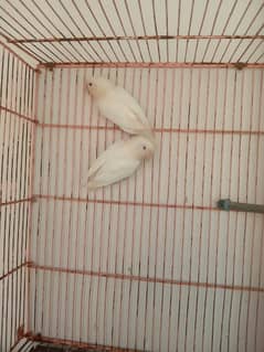 Albino red eyes breeder pair