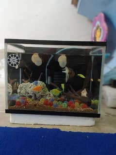 1 ft imported aquarium and snails