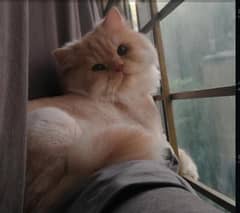 Persian stud Male cat for matings