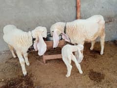 Pure Kajleee 1 male 2 female urgent sale ghr k