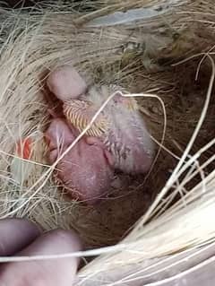 common lutino breeder pair with chicks