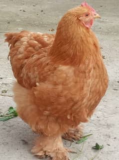 white silkie golden buff bentum hens pairs for sale exchange possible 0