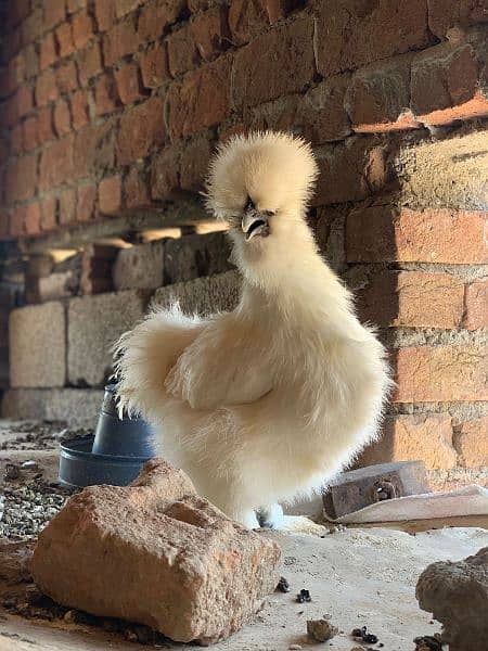 white silkie golden buff bentum hens pairs for sale exchange possible 2