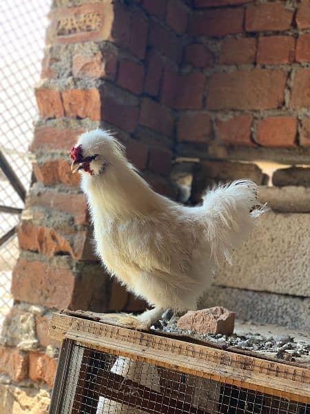 white silkie golden buff bentum hens pairs for sale exchange possible 3