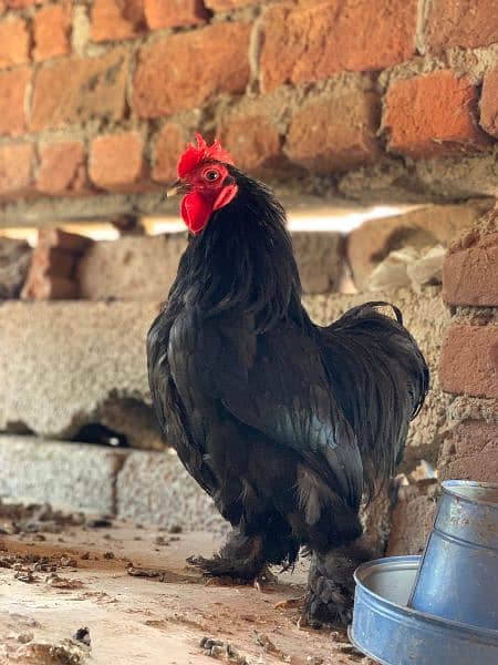 white silkie golden buff bentum hens pairs for sale exchange possible 4