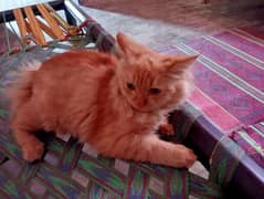 female cat persian. good health.