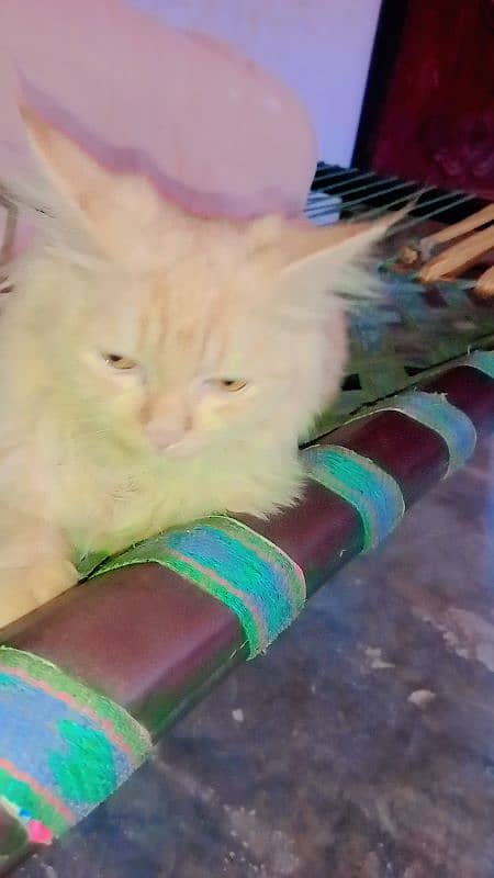 female cat persian. good health. 3