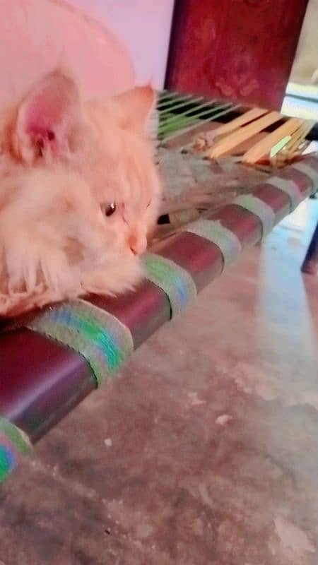 female cat persian. good health. 5