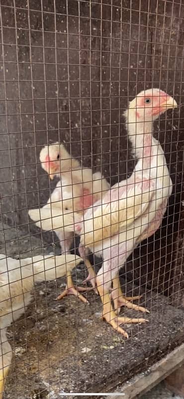 Premium Quality 100% Pure German White O Shamo Chicks Chriss Bloodline 3