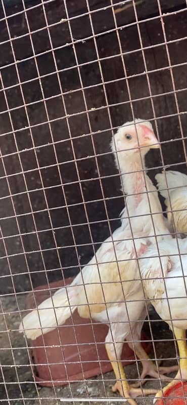 Premium Quality 100% Pure German White O Shamo Chicks Chriss Bloodline 5