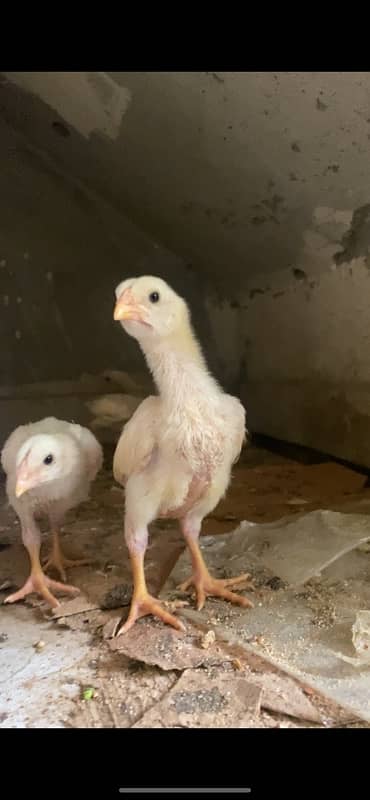 Premium Quality 100% Pure German White O Shamo Chicks Chriss Bloodline 6