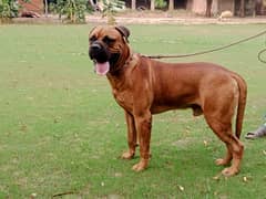 Bull mastiff male available for sale