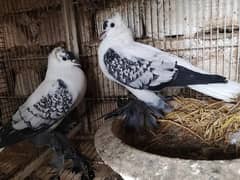 Pigeons | Swello | Setinet | Breeder Pigeons | chicks | کبوتر 0