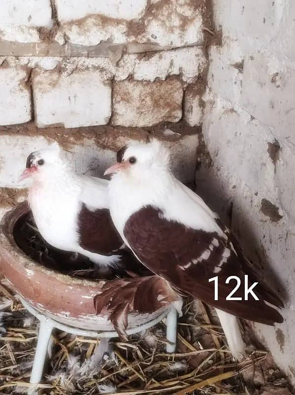 Pigeons | Swello | Setinet | Breeder Pigeons | chicks | کبوتر 2