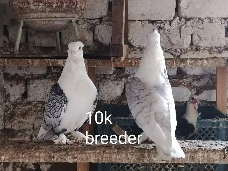 Pigeons | Swello | Setinet | Breeder Pigeons | chicks | کبوتر 3