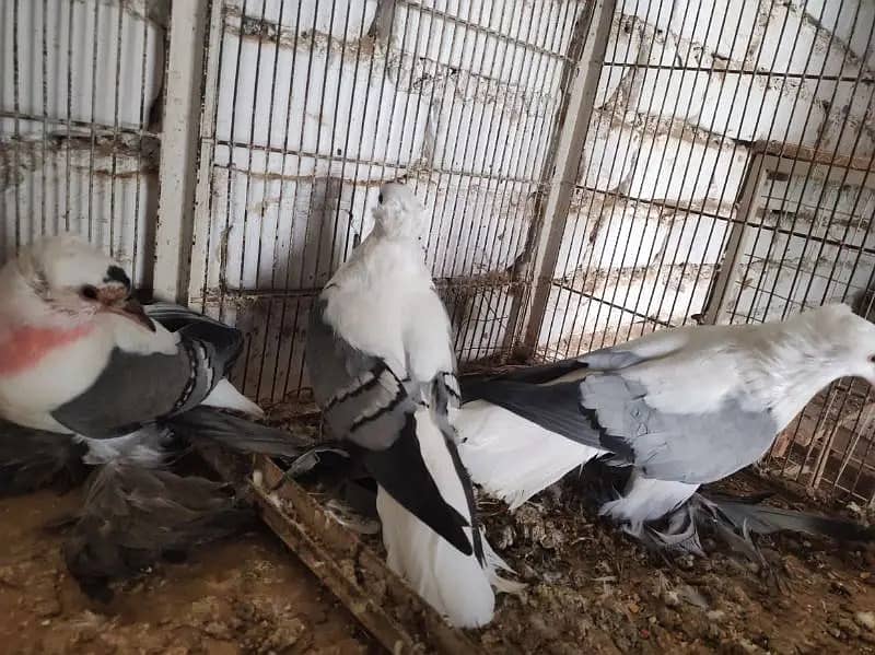 Pigeons | Swello | Setinet | Breeder Pigeons | chicks | کبوتر 4