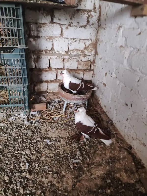 Pigeons | Swello | Setinet | Breeder Pigeons | chicks | کبوتر 5