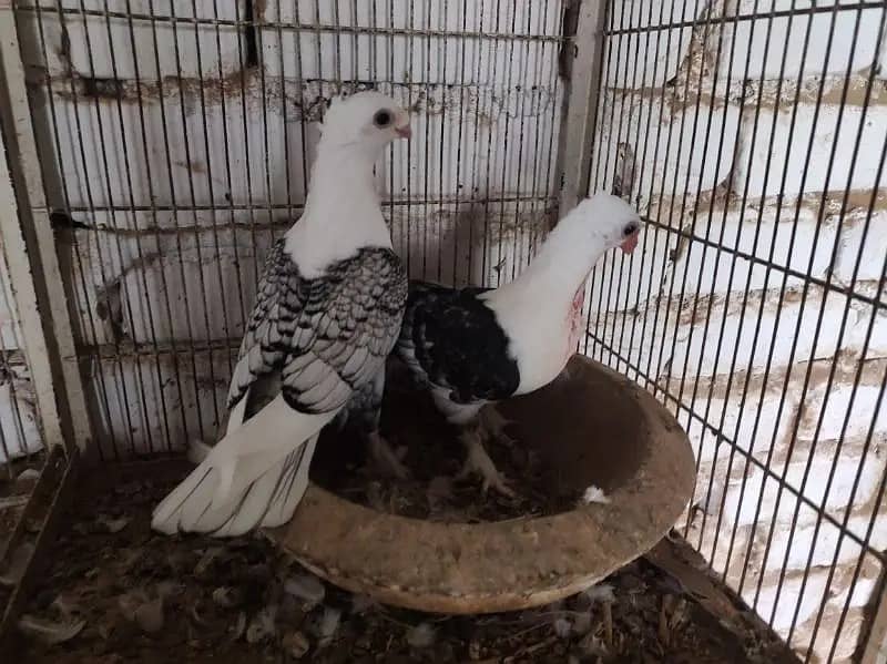 Pigeons | Swello | Setinet | Breeder Pigeons | chicks | کبوتر 6