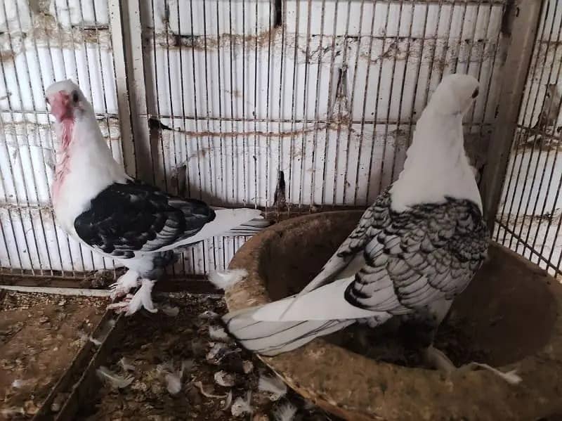 Pigeons | Swello | Setinet | Breeder Pigeons | chicks | کبوتر 7