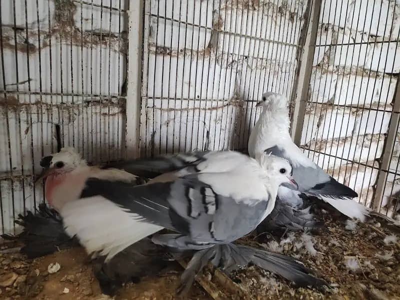 Pigeons | Swello | Setinet | Breeder Pigeons | chicks | کبوتر 9