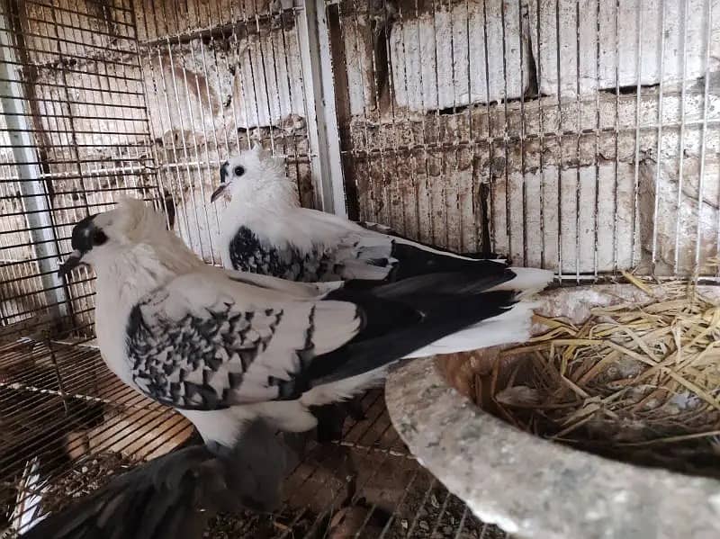 Pigeons | Swello | Setinet | Breeder Pigeons | chicks | کبوتر 10