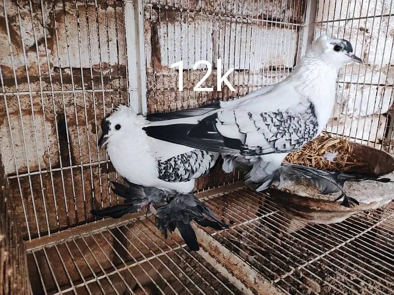 Pigeons | Swello | Setinet | Breeder Pigeons | chicks | کبوتر 11