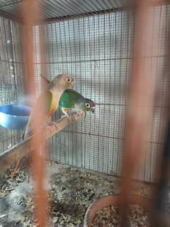 conure