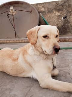 Labrador male only for stud cross only. 0