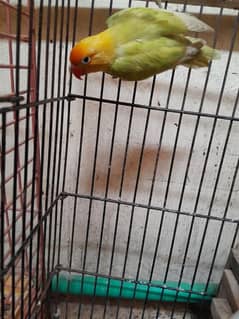 parrots for sale