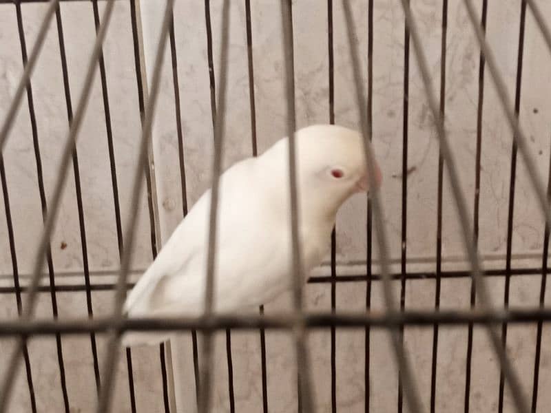 Albino Lovebirds 1