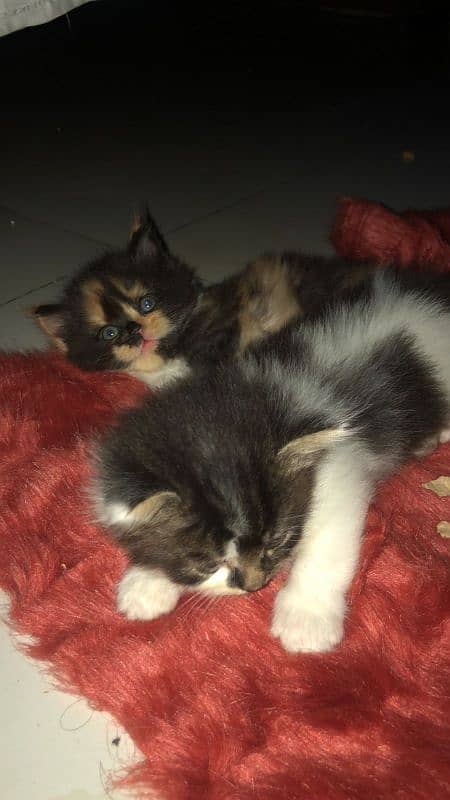 Pure Persian kittens location only karachi high demand. . . . . . . 1