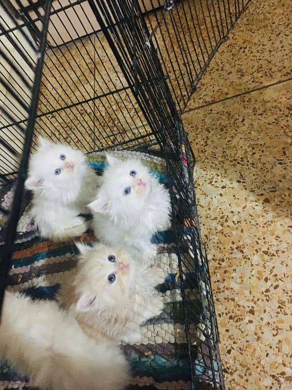 Pure Persian kittens location only karachi high demand. . . . . . . 3