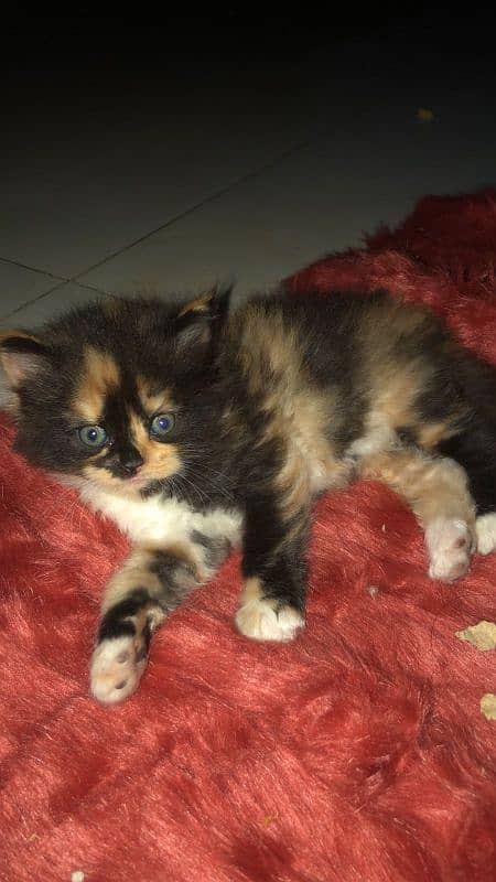 Pure Persian kittens location only karachi high demand. . . . . . . 4