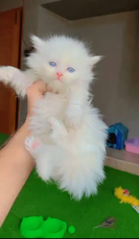 Pure Persian kittens location only karachi high demand. . . . . . . 5