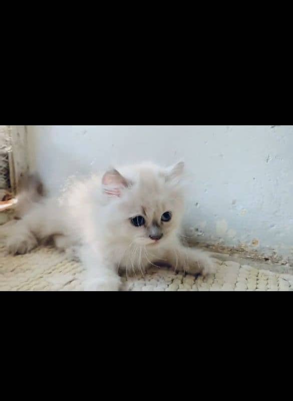 Pure Persian kittens location only karachi high demand. . . . . . . 6