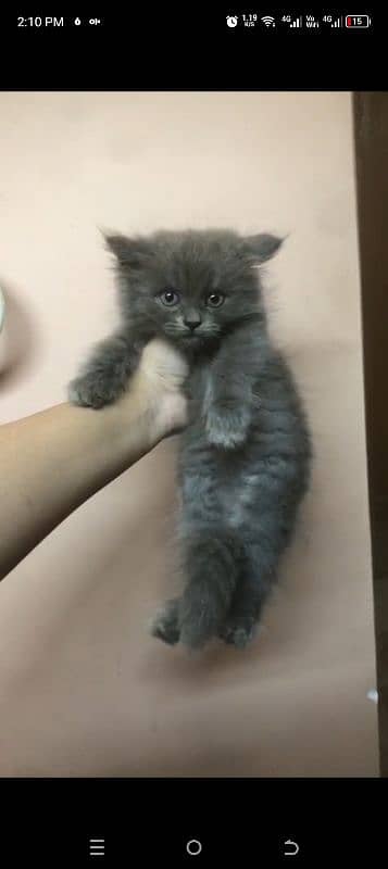 Pure Persian kittens location only karachi high demand. . . . . . . 7