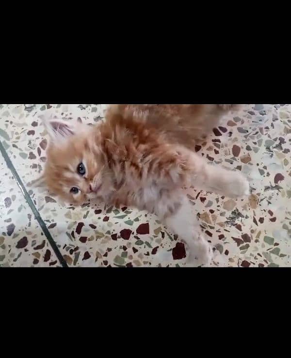 Pure Persian kittens location only karachi high demand. . . . . . . 8