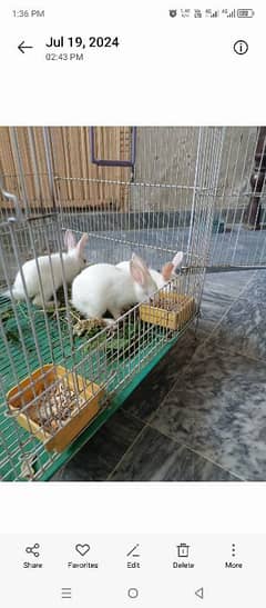 white rabbit baby white colour and red eyes 1 month age