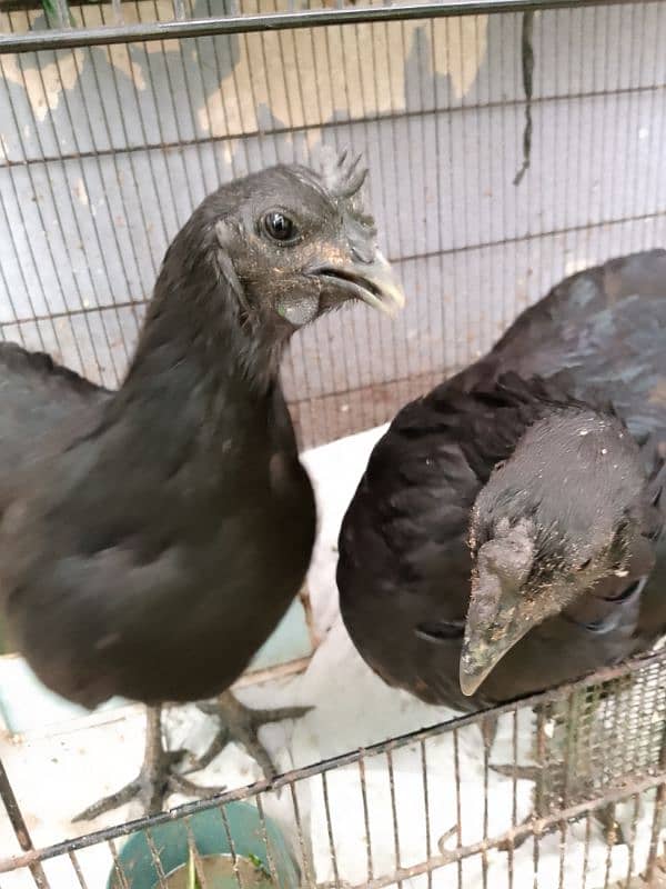 Ayam Cemani 0