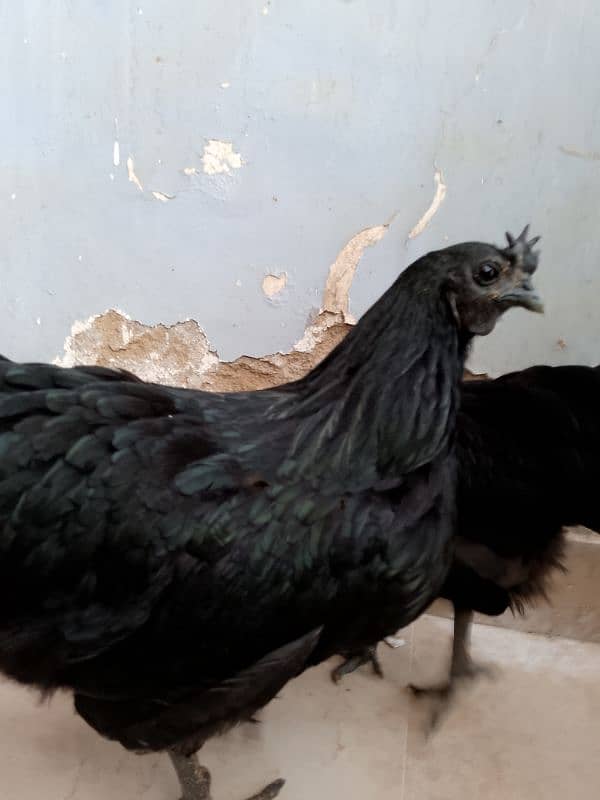 Ayam Cemani 3