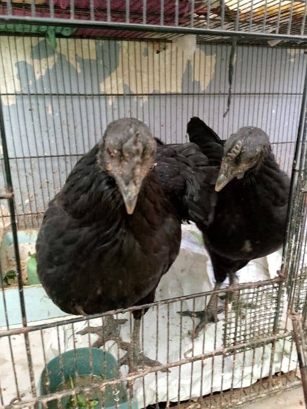 Ayam Cemani 4