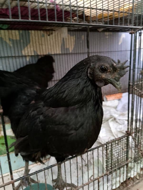 Ayam Cemani 5