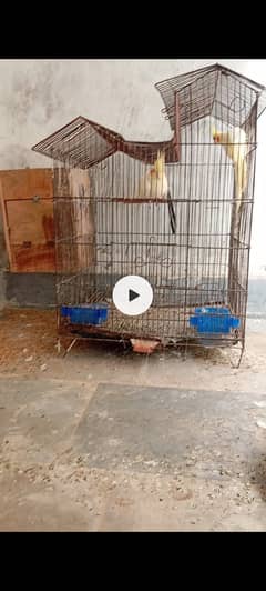 Cocktail breeder pair with cage and box (03334155271)