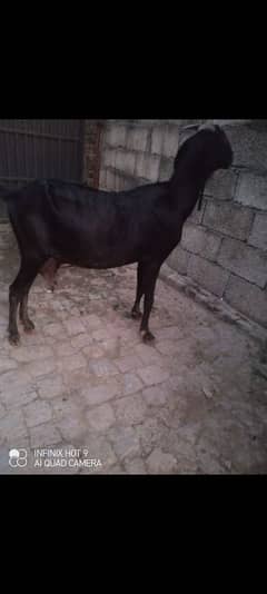 Three female goats two male goats total 5 goats for sale 0