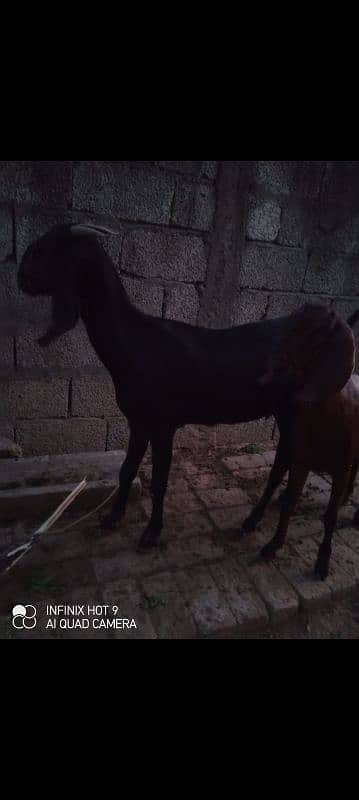 Three female goats two male goats total 5 goats for sale 4