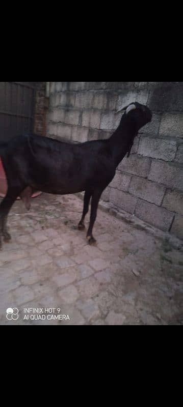 Three female goats two male goats total 5 goats for sale 5