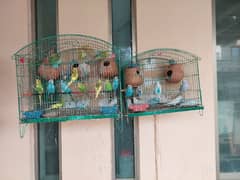 Australian budgie parrot for sale price perplexed hai