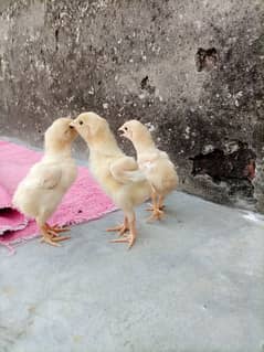 Heera Aseel Chicks For Sale 0